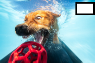 Unterwasser-Foto eines Hundes, dessen Kopf durch die Wasseroberfläche bricht, um nach einem roten Ball zu schnappen.